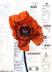 blooming through the hard time-red poppy