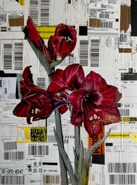 Red amaryllis on parcel label_42x56cm_2023